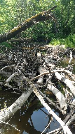 Tree Debris Image